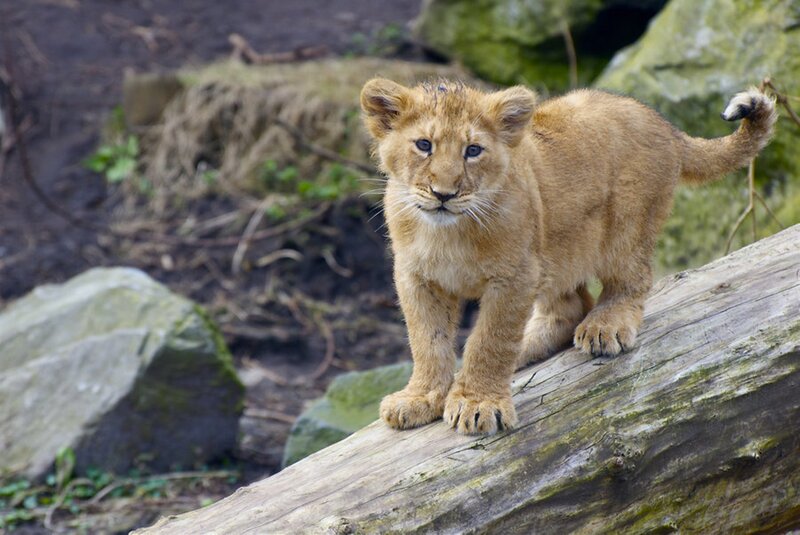 Lion Cub on Log — Brown, Curious, Photograph