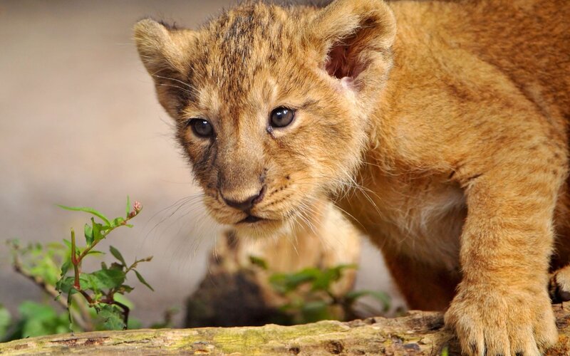 Lion Cub on Log — Brown