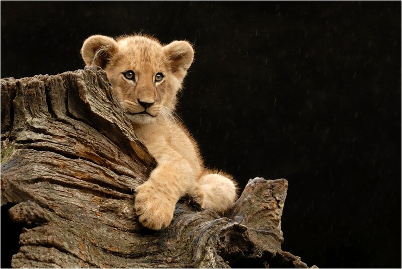 Lion Cub on Log
