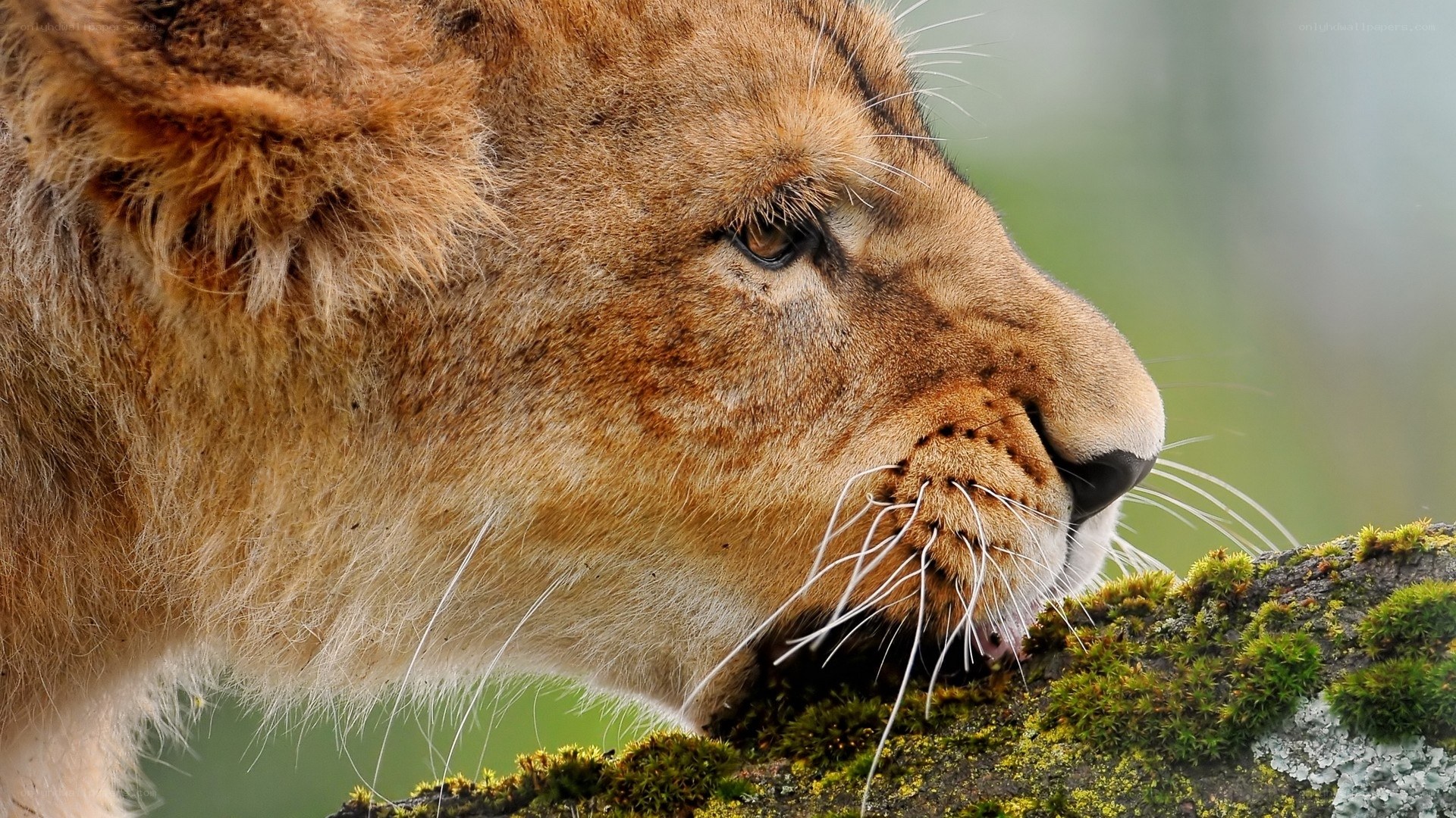 lion cub on mossy branch