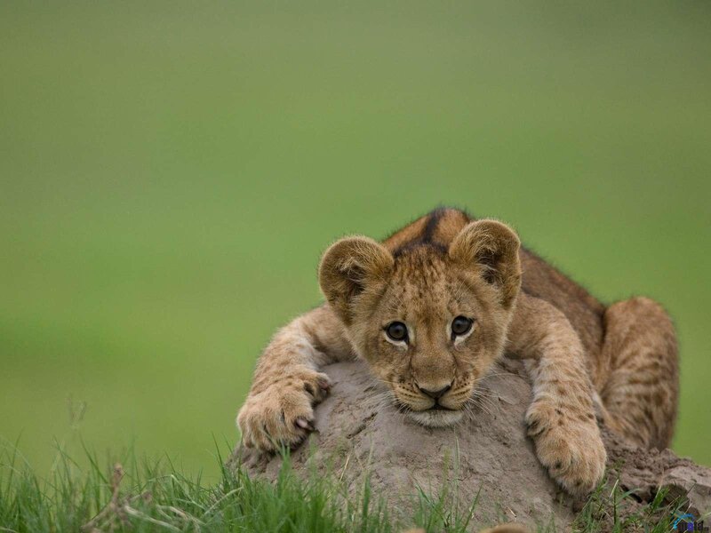 Lion Cub on Mound — Green, Calm