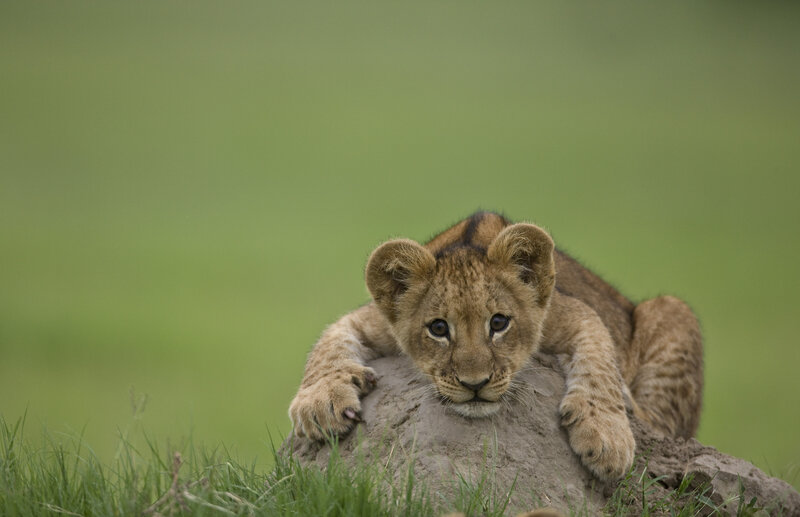 Lion Cub on Mound