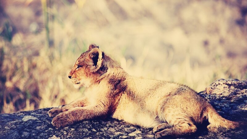 Lion Cub on Rock — Brown