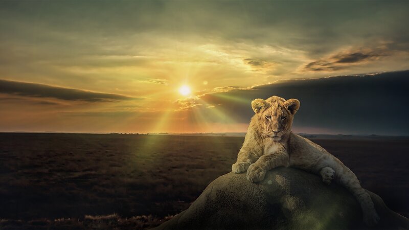 Lion Cub on Rock — Gold