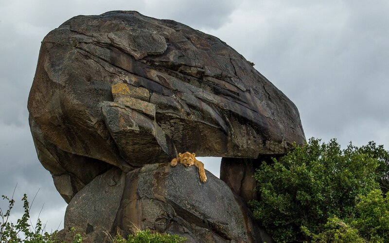 Lion Cub on Rock — Gray