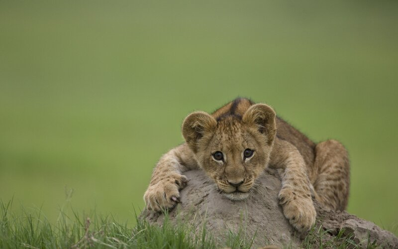 Lion Cub on Rock — Green, Calm, Afternoon