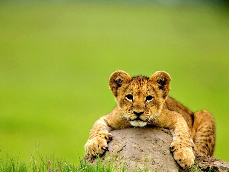 Lion Cub on Rock — Green, Calm