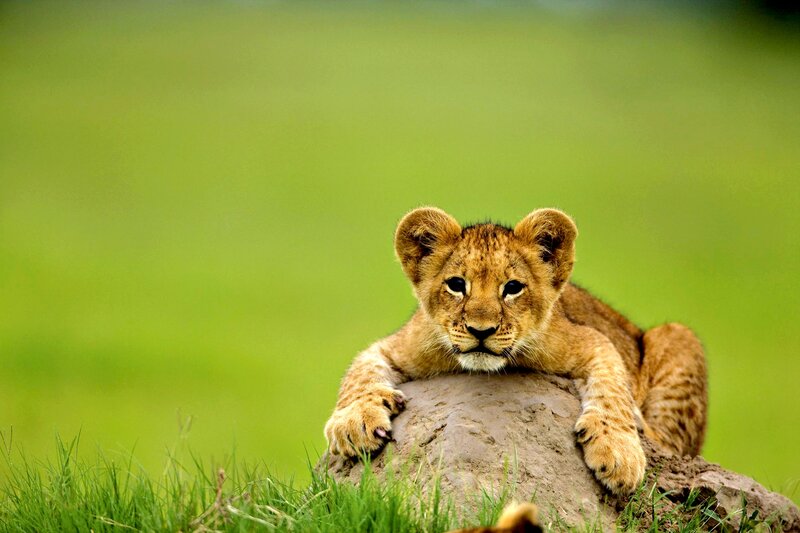 Lion Cub on Rock — Green