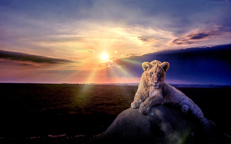 Lion Cub on Rock — Orange, Dramatic