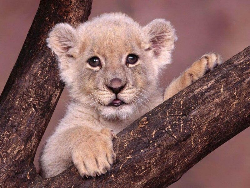 Lion Cub on Tree Branch — Brown, Curious, Photograph, Tree Branch, Beige