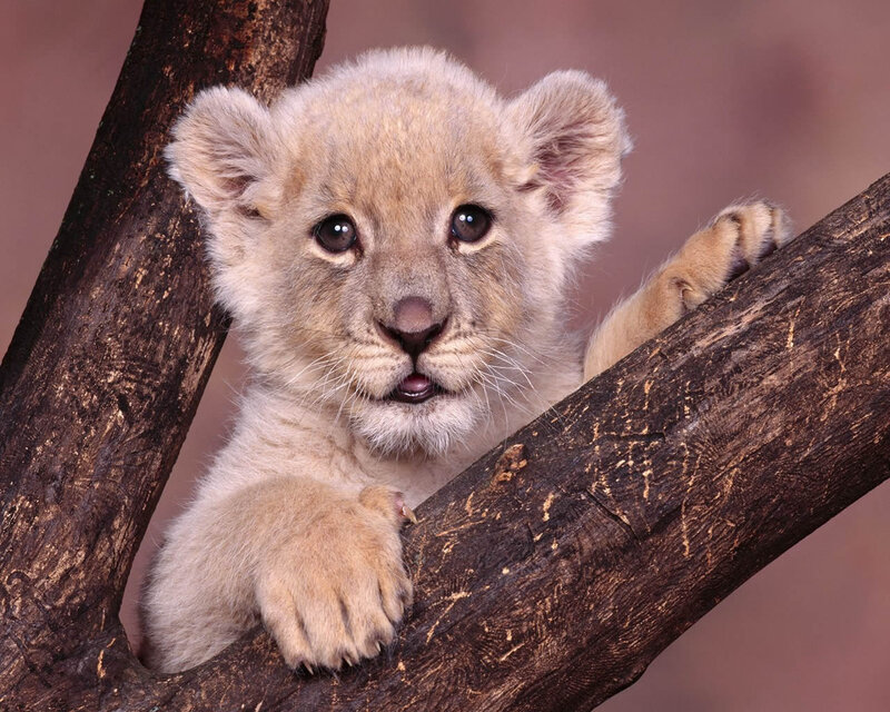 Lion Cub on Tree Branch — Brown