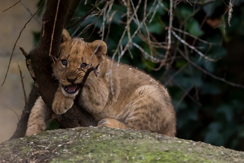 Lion Cub on Tree