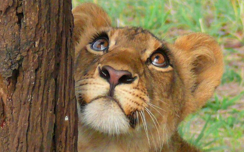 lion cub peeking from behind tree