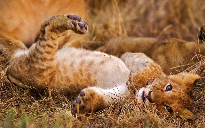 Lion Cub Playing — Brown, Playful, Afternoon, Photograph