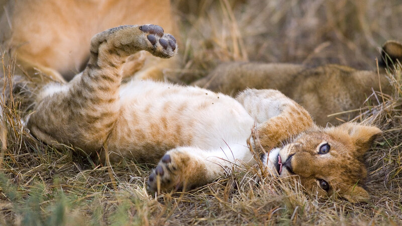 Lion Cub Playing — Brown, Playful