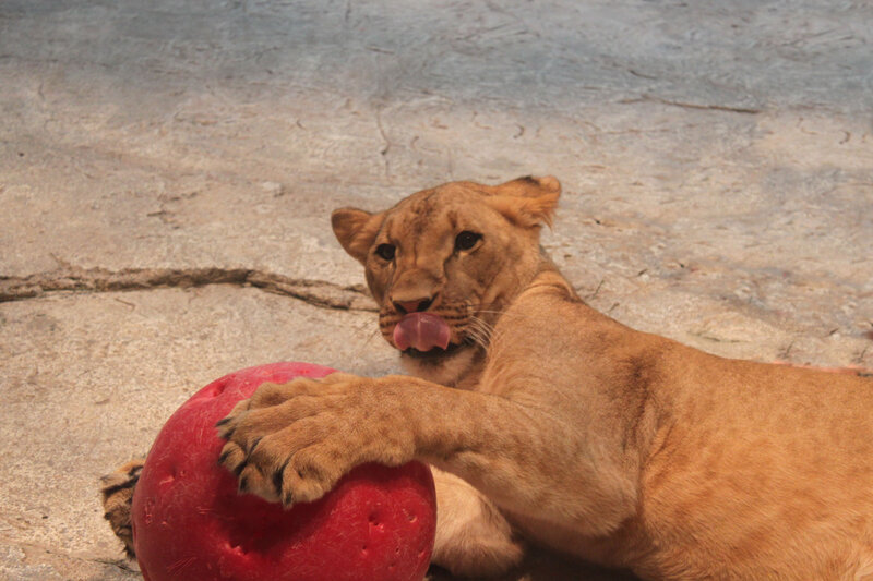 Lion Cub Playing — Brown