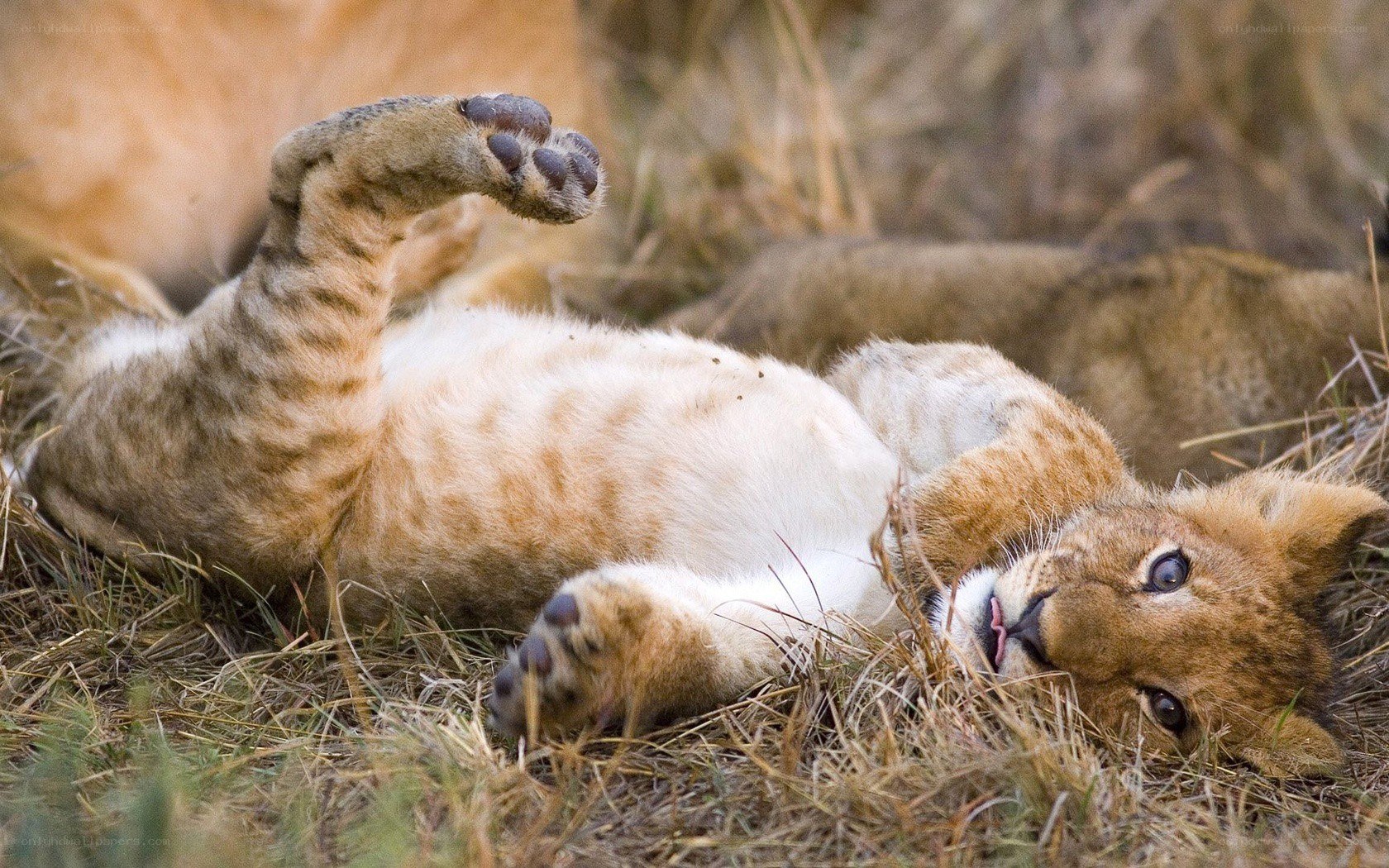 Lion cub playing in grass