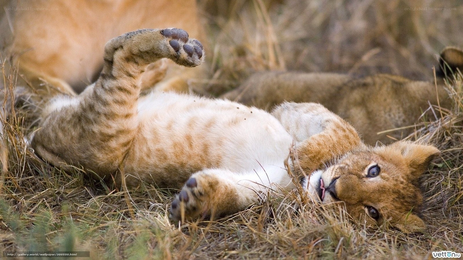 lion cub playing in grass