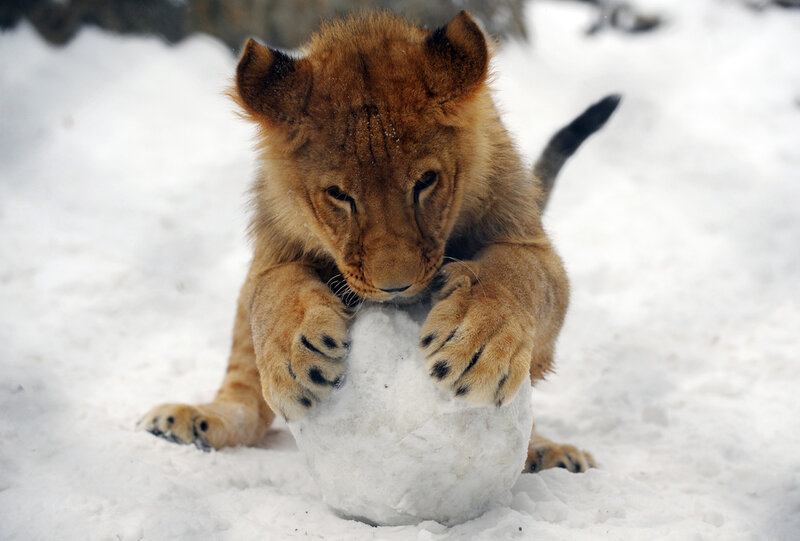 Lion Cub Playing in Snow
