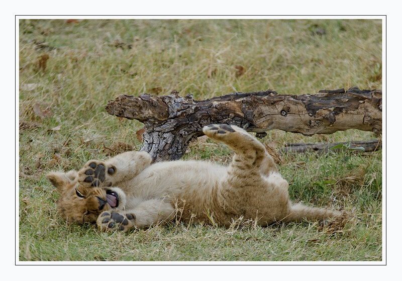 Lion cub playing on its back