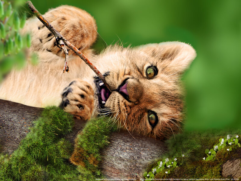 Lion Cub Playing