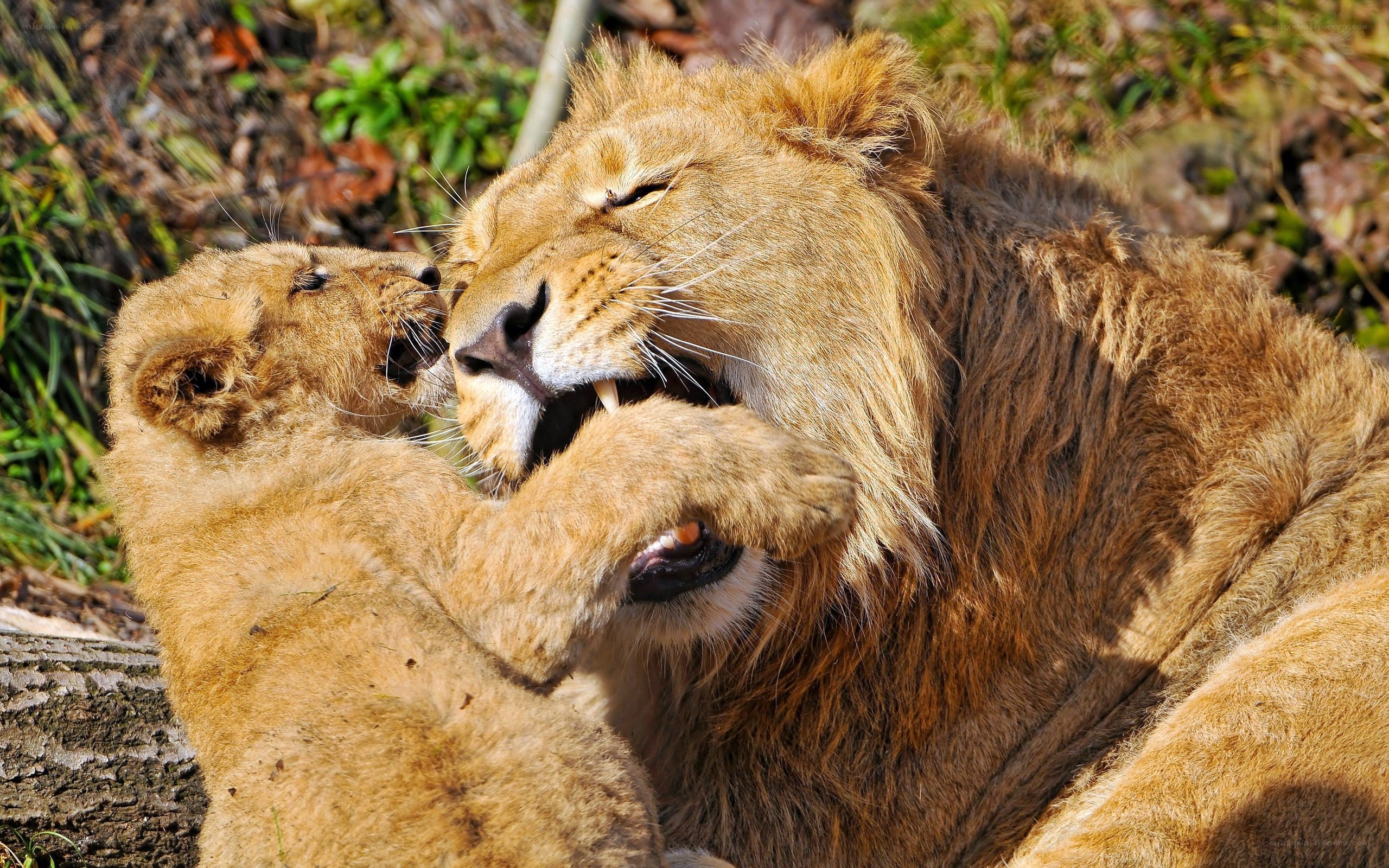 Lion cub playing with adult