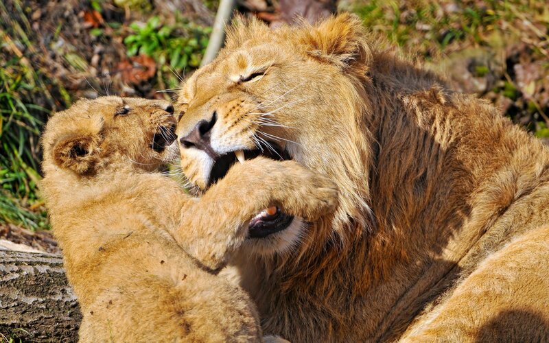 Lion Cub Playing with Adult — Brown