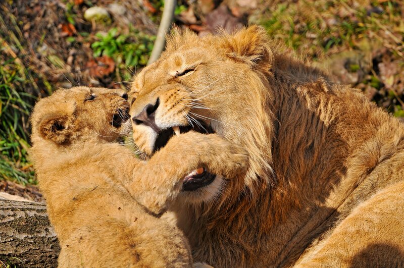 Lion cub playing with adult lion