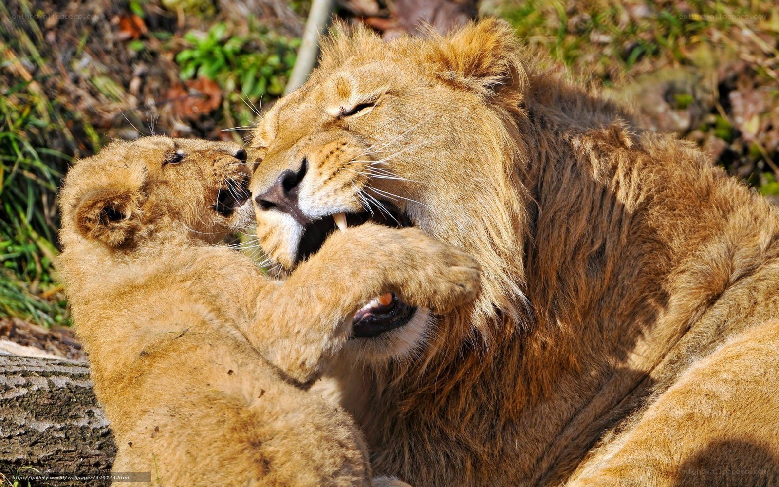Lion cub playing with adult lion