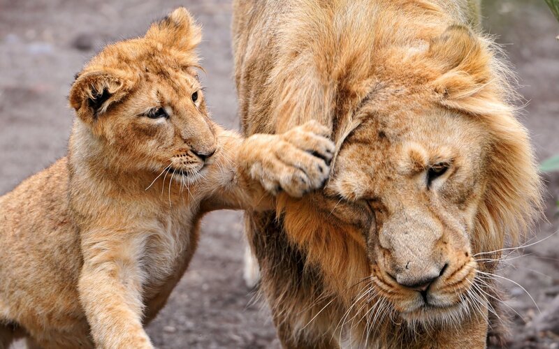Lion cub playing with adult lion