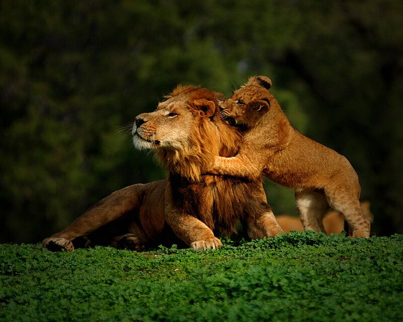 Lion cub playing with adult lion