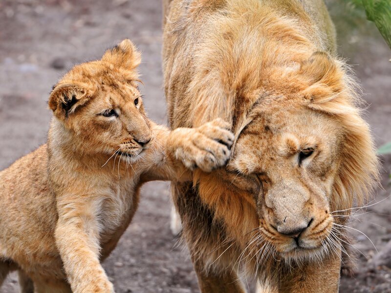Lion cub playing with adult lion