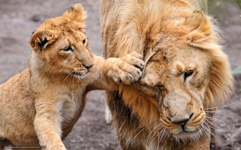Lion cub playing with adult