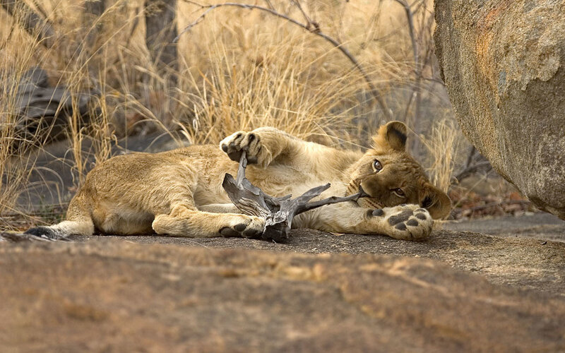 Lion cub playing with bone