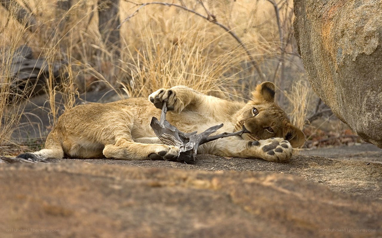 Lion cub playing with bone