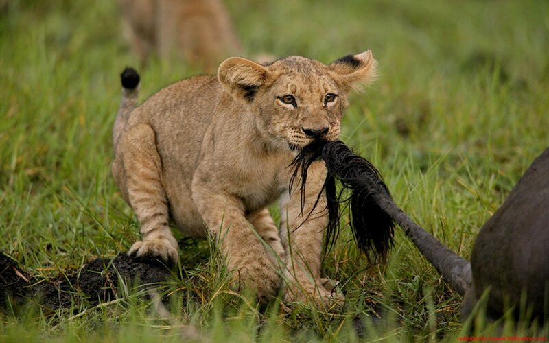 Lion cub playing with tail