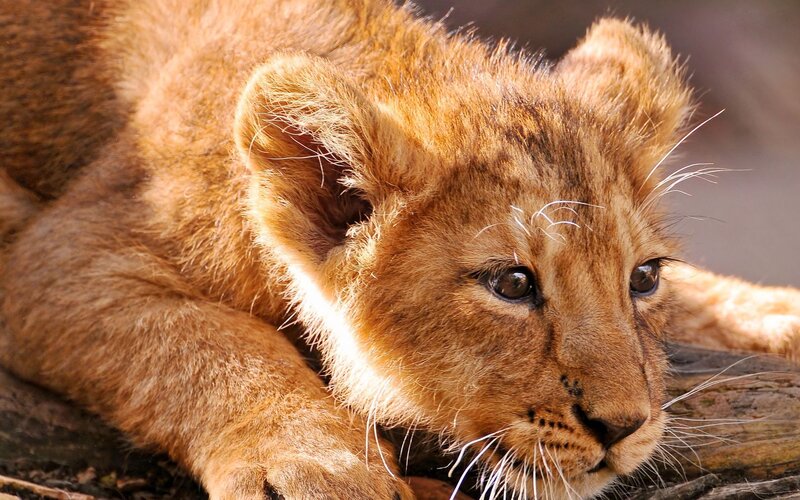 Lion Cub Resting — Brown, Calm, Afternoon, Photograph