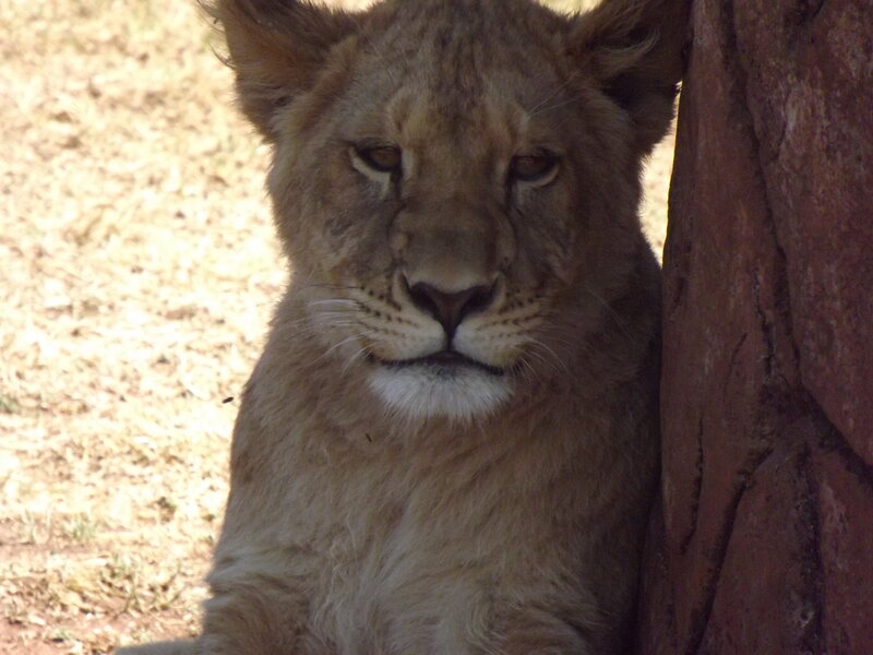 Lion Cub Resting — Brown, Calm, Afternoon, Photograph, Tree Trunk