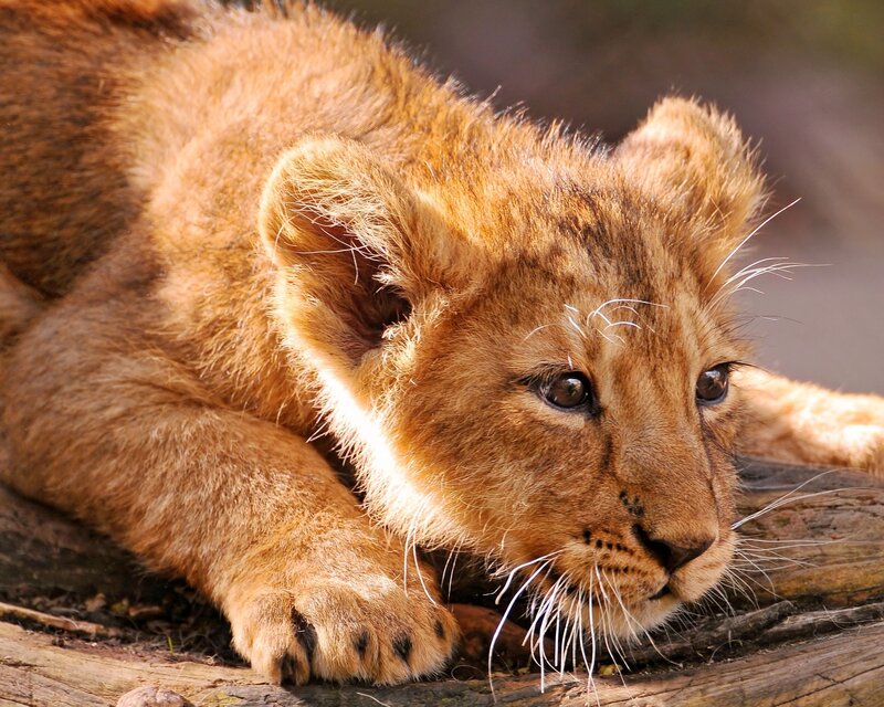 Lion Cub Resting — Brown, Calm, Afternoon, Photograph, Wood Log