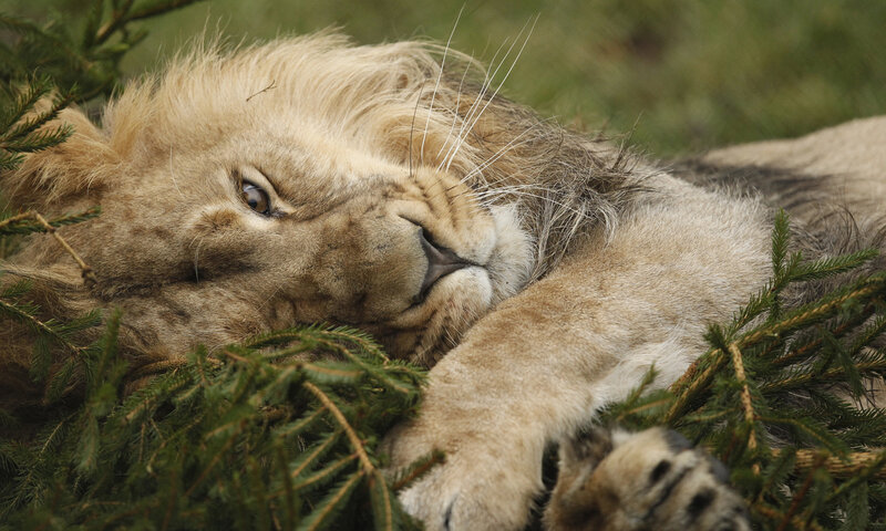 Lion Cub Resting — Brown, Calm, Photograph, Pine Branches