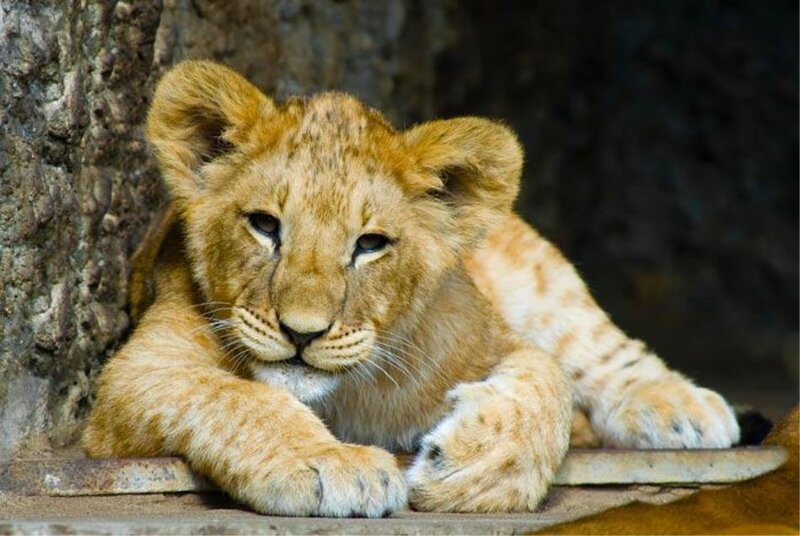 Lion Cub Resting — Brown, Calm, Photograph