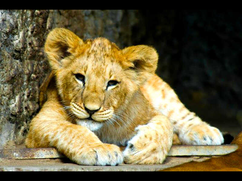 Lion Cub Resting — Brown, Calm, Photograph, Tree Trunk