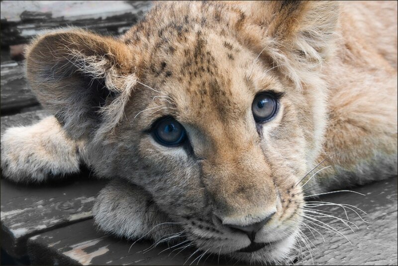 Lion Cub Resting — Brown, Calm
