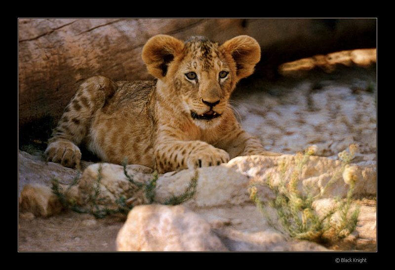 Lion Cub Resting — Brown