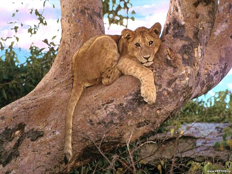 Lion cub resting in a tree