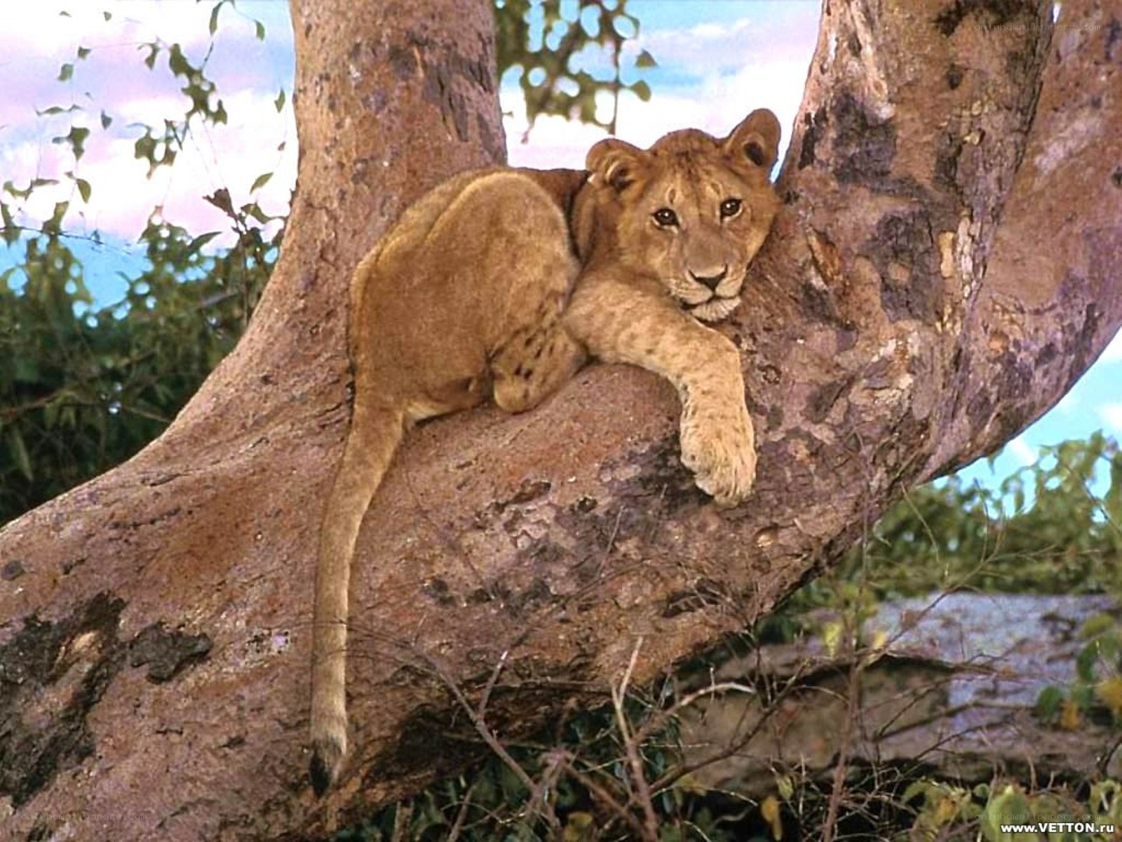Lion cub resting in a tree
