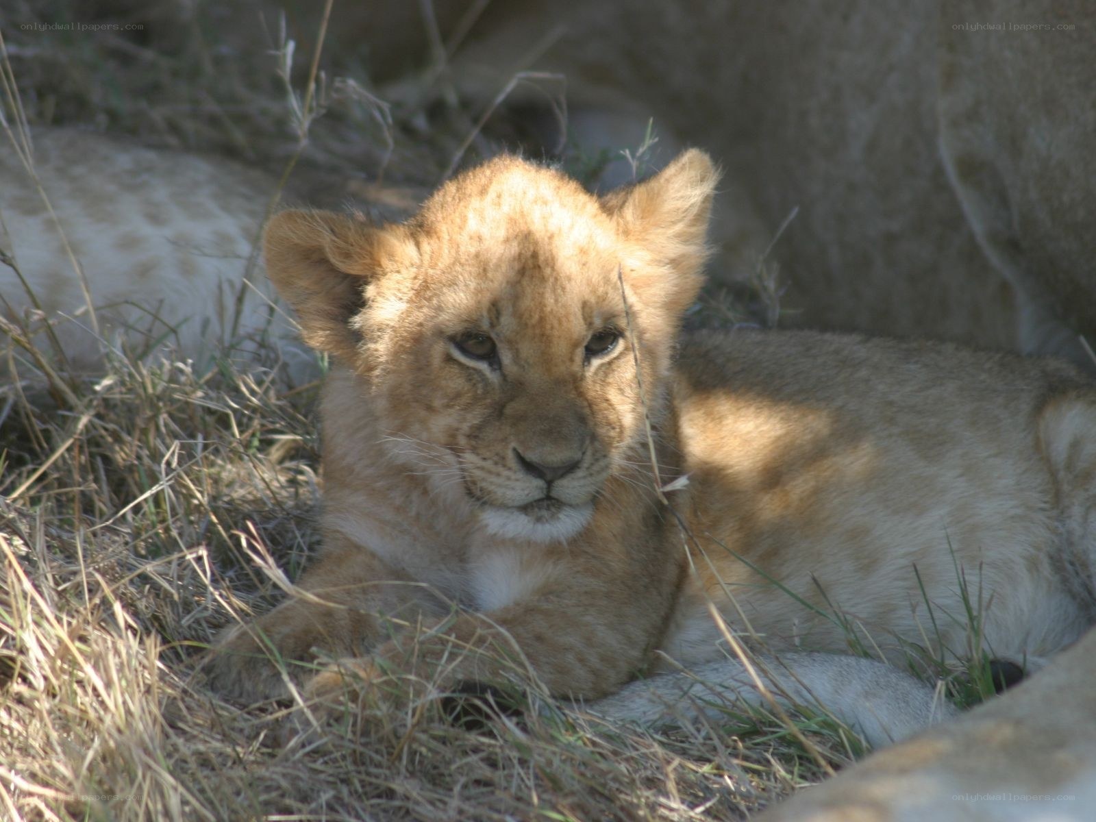 lion cub resting in grass