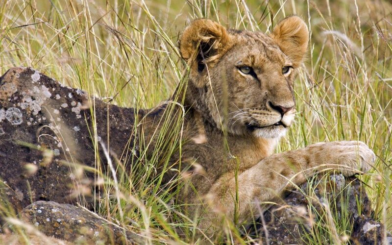 Lion cub resting in grass