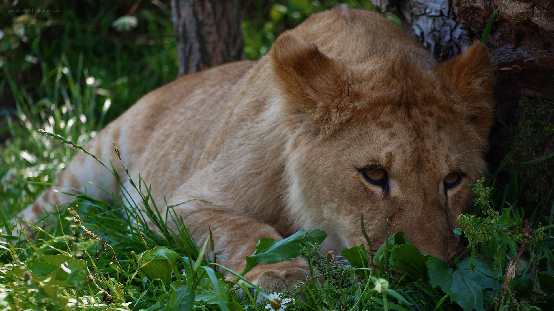 Lion cub resting in grass