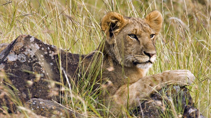 Lion cub resting in grass
